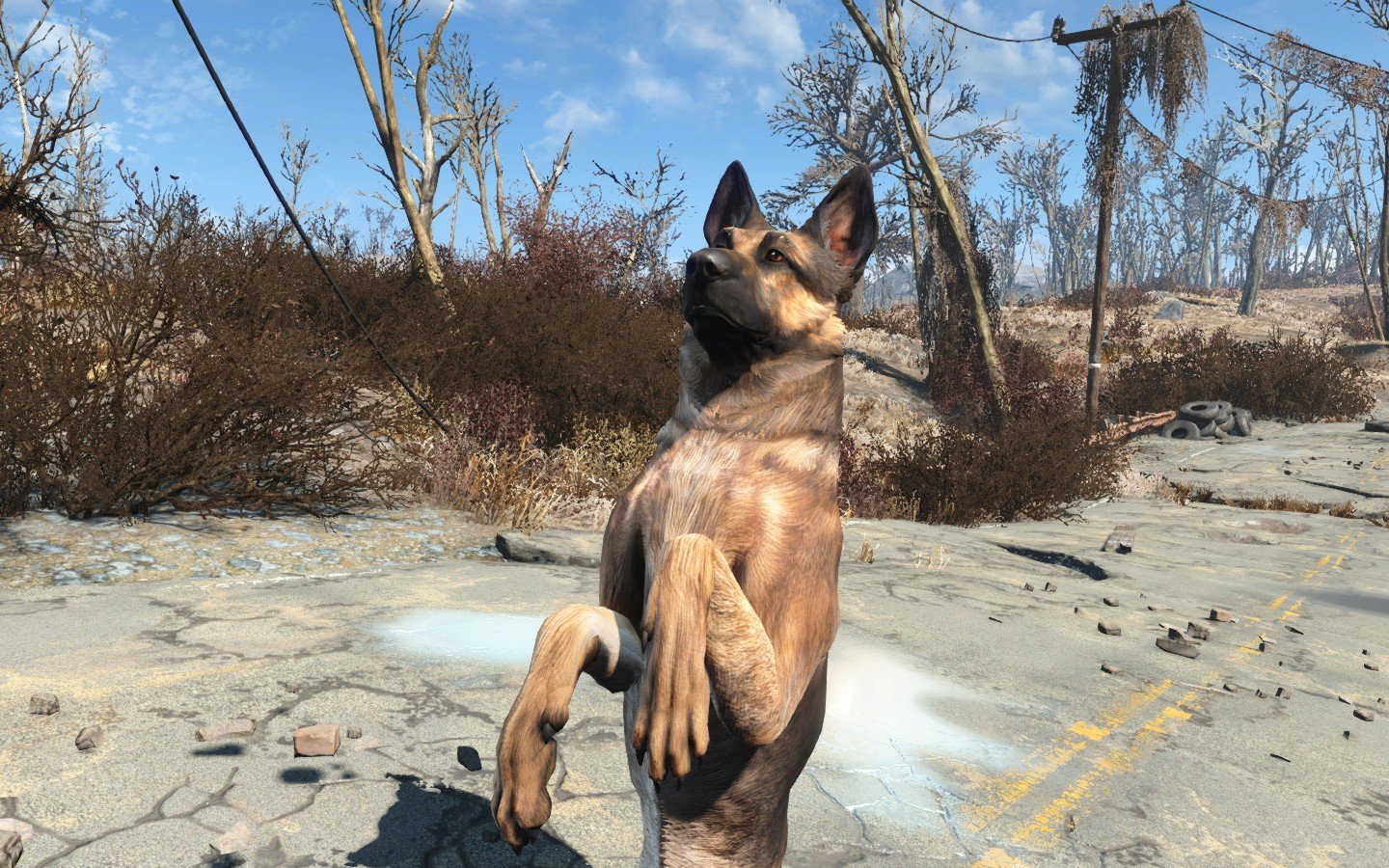 Bon garçon Dogmeat pourrait très bien venir à Fallout 76