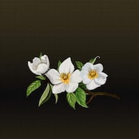 Autocollant Cherokee Rose